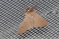 Mythimna ferrago