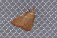 Hypsopygia incarnatalis