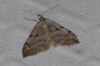 Aplocera efformata/plagiata