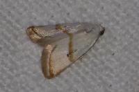 Eublemma pura