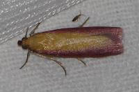 Oncocera semirubella
