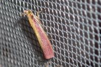 Oncocera semirubella