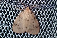 Paidia rica