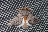 Thaumetopoea pityocampa