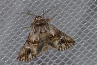 Calophasia lunula