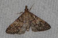 Metasia cuencalis bourgognei