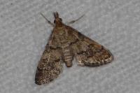 Metasia cuencalis bourgognei
