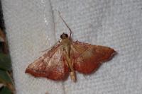 Endotricha flammealis