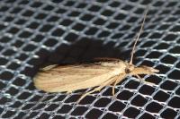 Ematheudes punctella