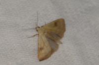 Rivula sericealis