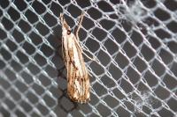 Catoptria falsella