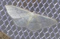 Idaea subsericeata