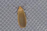Katha depressa