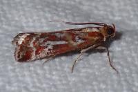 Acrobasis porphyrella