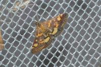 Pyrausta aurata