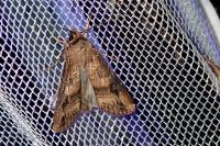 Agrotis ipsilon