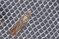 Ancylosis cinnamomella
