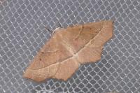 Gerinia honoraria