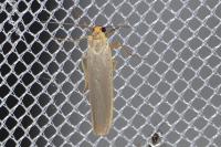 Eilema caniola