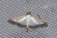 Cydalima perspectalis
