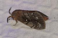 Dendrolimus pini pini