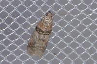 Sciota rhenella