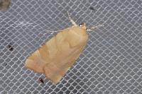 Noctua fimbriata/tirrenica