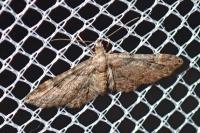 Gymnoscelis rufifasciata