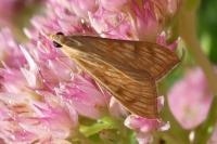 Antigastra catalaunalis