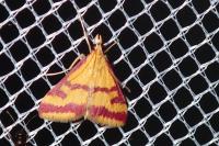 Pyrausta sanguinalis