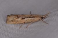 Agriphila geniculea