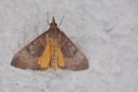 Uresiphita gilvata