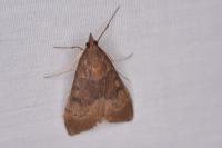Uresiphita gilvata