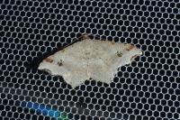 Macaria alternata