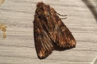 Mniotype solieri
