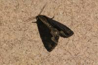Dypterygia scabriuscula