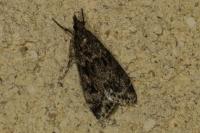 Eudonia truncicolella