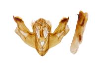Trigonophora jodea