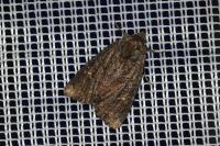 Mesapamea secalella/secalis