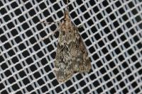 Eudonia truncicolella
