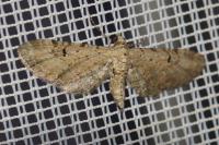 Eupithecia pimpinellata
