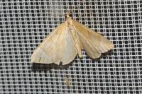 Eulithis testata