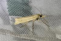 Ancylolomia tentaculella