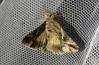 Autographa gamma