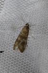 Nomophila noctuella