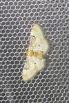Idaea filicata