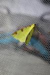 Opisthograptis luteolata