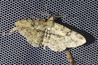 Peribatodes rhomboidaria rhomboidaria