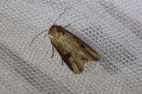Axylia putris