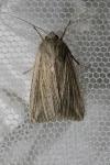 Mythimna riparia